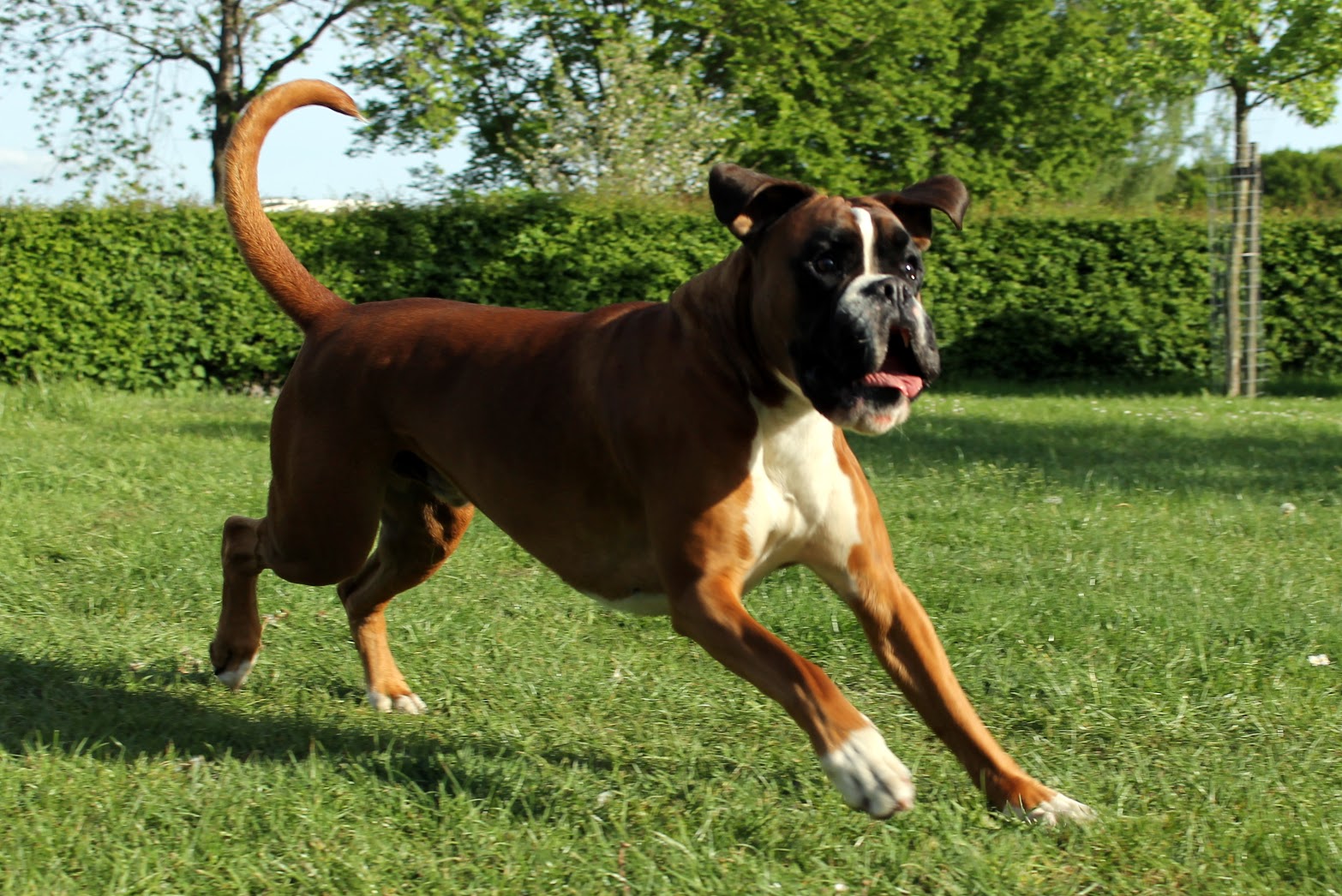 Workshop Telepathie met je hond!