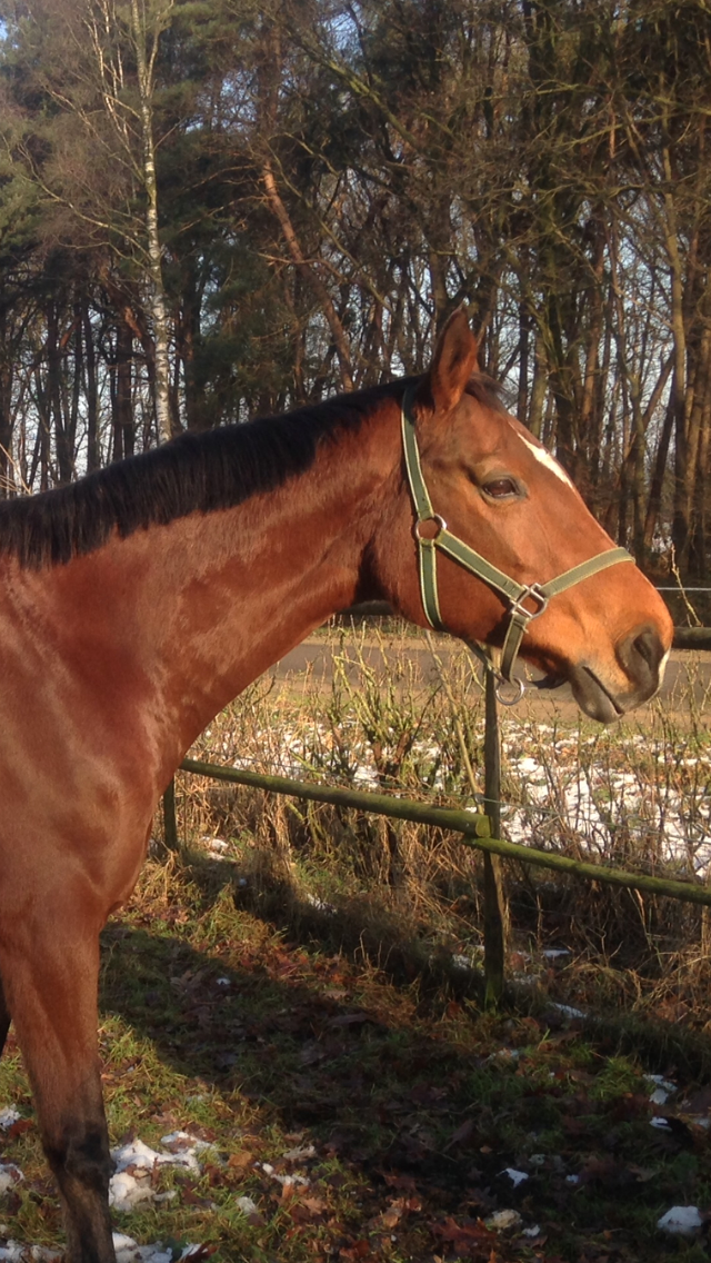 Paard met peesproblemen