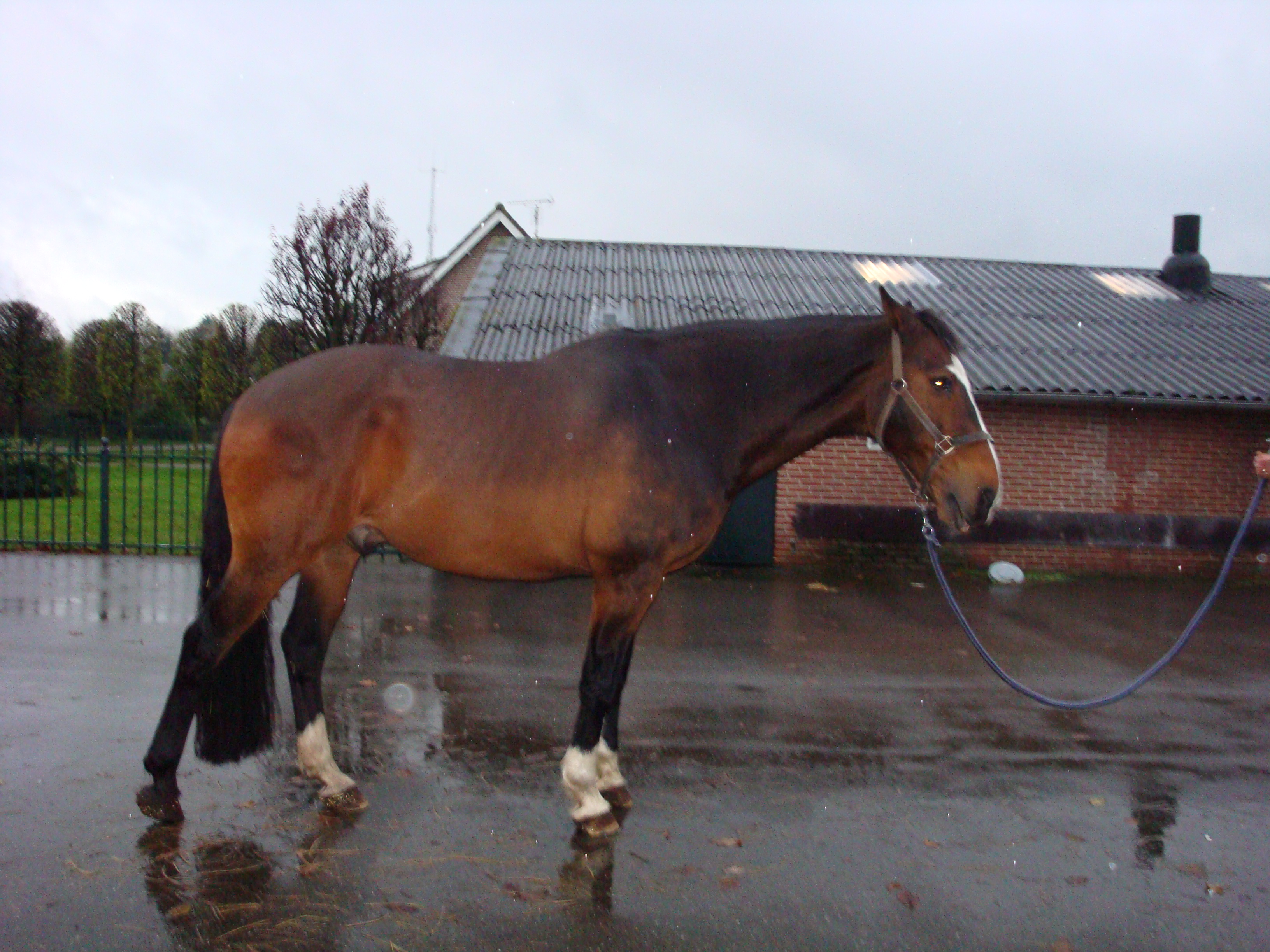 Paard met coronitis (ontstoken kroonrand)